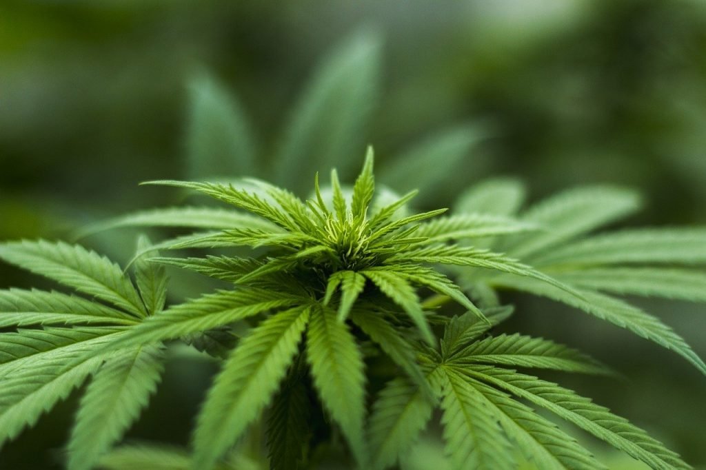 Cannabis: Researchers Plan to Study People Running in SPACE
