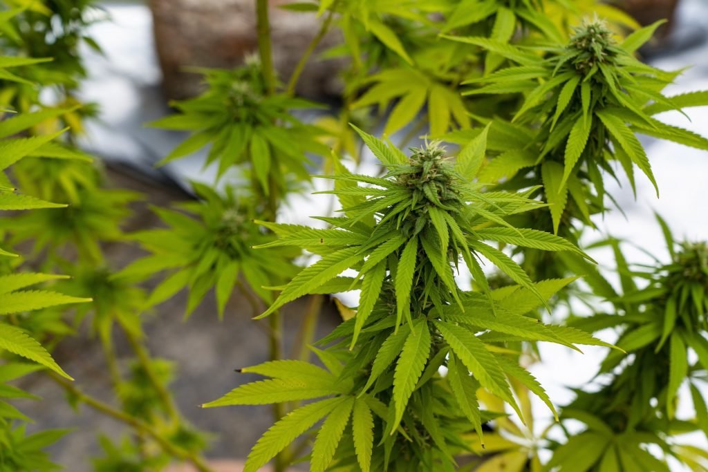 Tips to Store Your Marijuana Right & Keep It Fresh for Long